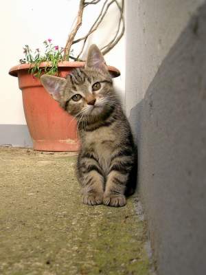 un beau chat